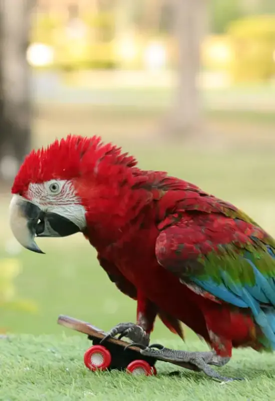 Creek Park Exotic Bird Show — photo 7 of 8